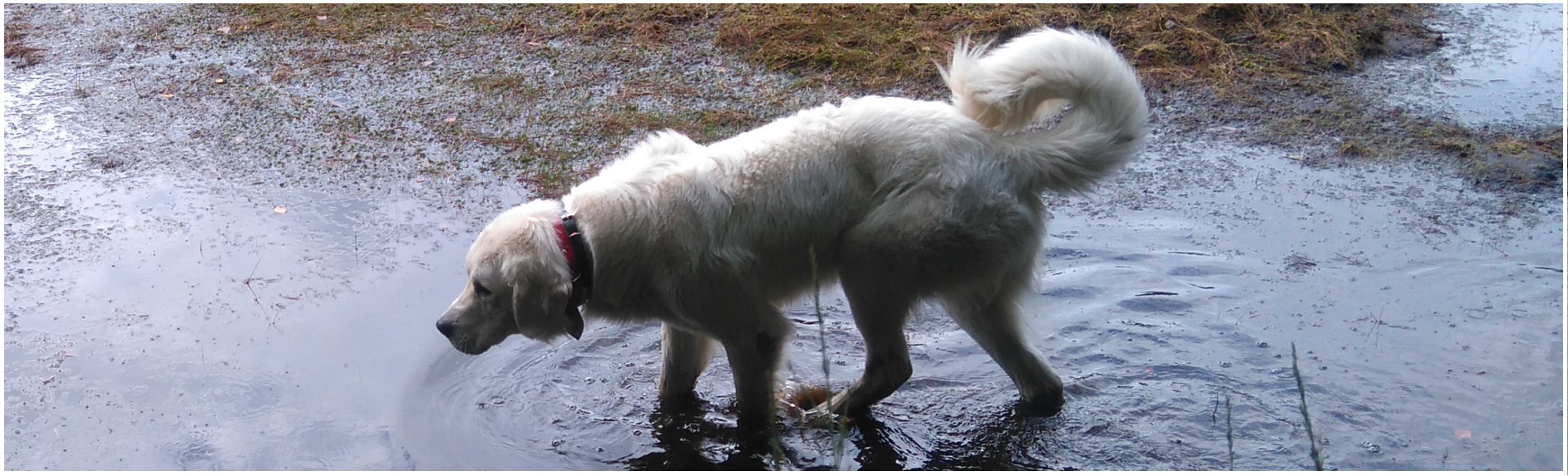 Strona testowa Adrzeja 4